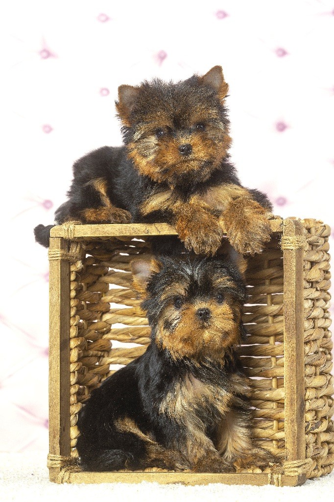 Oki square - Chiot disponible  - Yorkshire Terrier