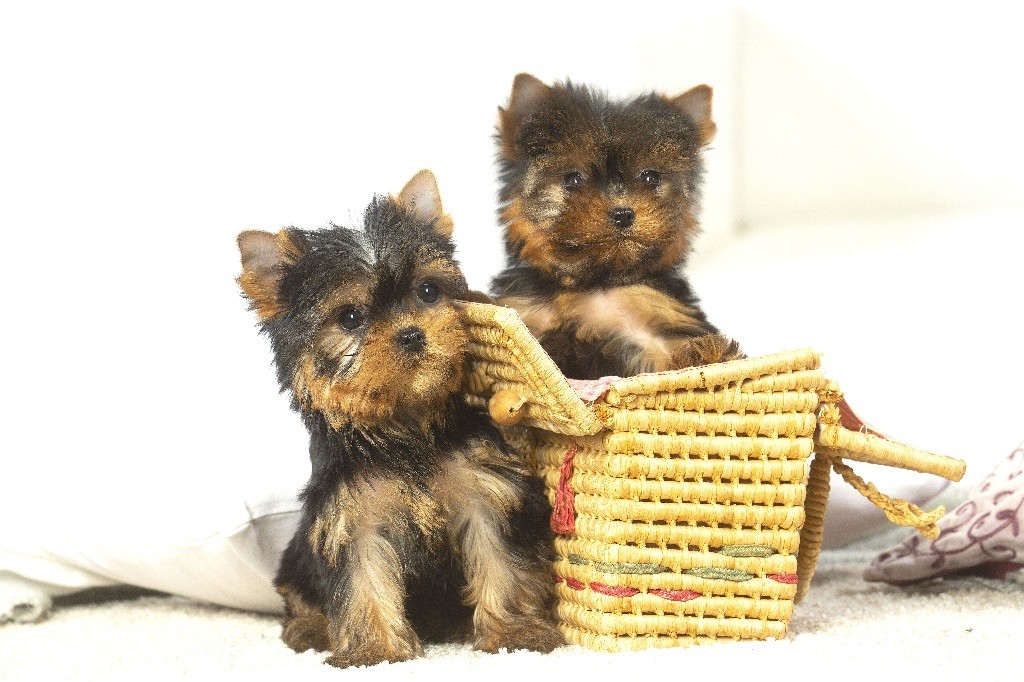 Oki square - Chiot disponible  - Yorkshire Terrier