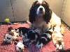  - Adorables chiots cavalier king charles LOF 